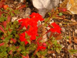 2013-08-18_Regina-F-Rau_Schachen_Blumen  (156).JPG